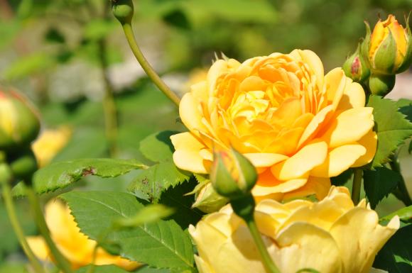 Roser har brug for gødning for at give mange smukke blomster. Det gælder især de remonterende roser, der blomstrer hele sæsonen. Foto: Gusta Clasen.