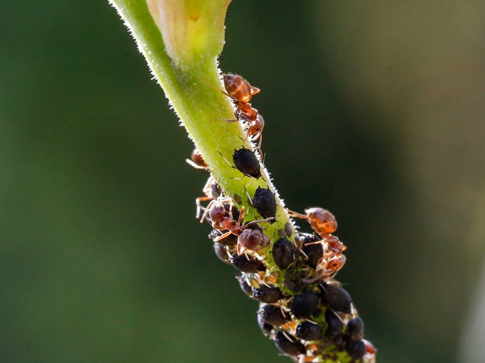 Myrer malker bladlus for honningdug. Foto: Pixabay
