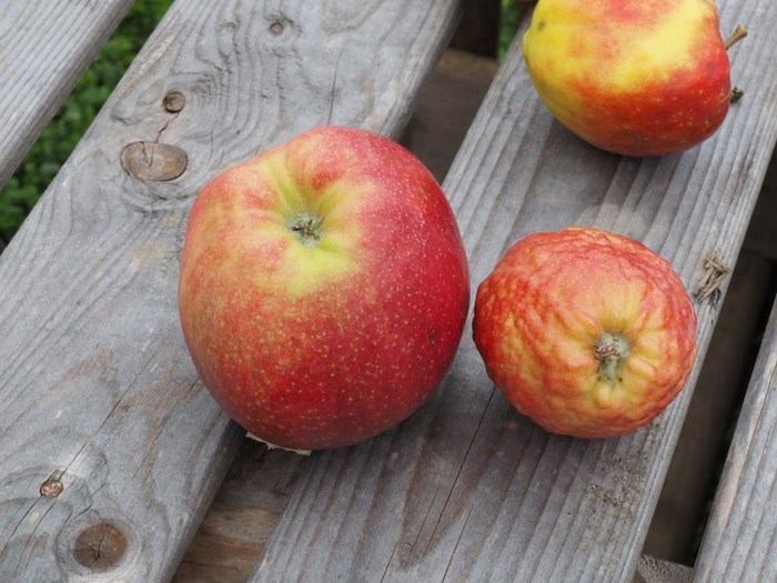 Æblet til højre har været angrebet af rød æblebladlus og er ikke blevet særlig stort og samtidig deformt. Foto: Magnus Gammelgaard 