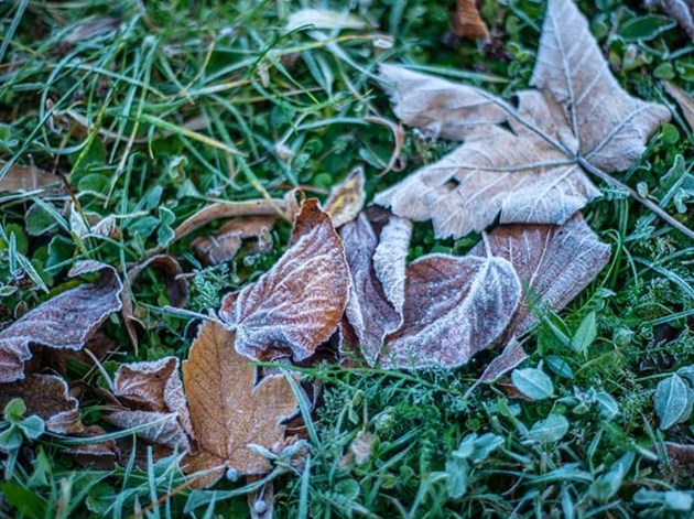 Gør haven klar til nattefrost. Undgå frost og skader i vandhane og planter.