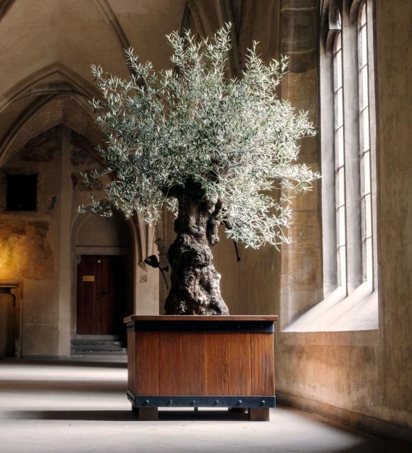 Gammelt oliventræ i et kloster. Foto: Libreshot.com