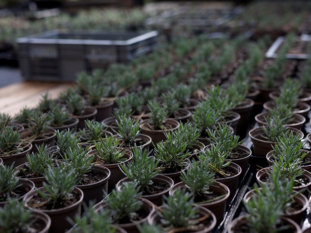 Lavendelstiklinger. Foto: Esther Geneser