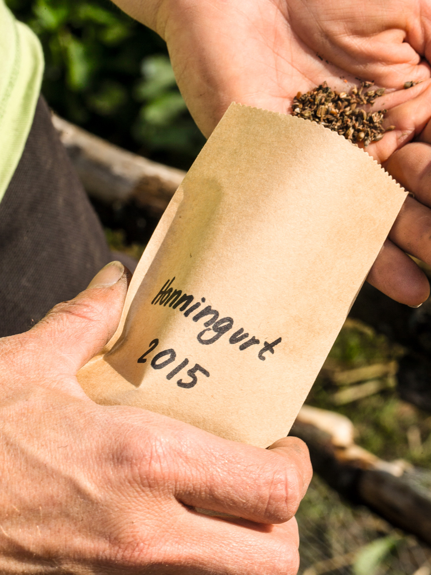 Frø Honningurt i pose. Foto:  Mia Stockholm