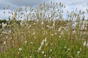 Sibirisk kvæsurt, Sanguisorba tenuifolia 'Burr Blanc'. Foto: Majland Stauder