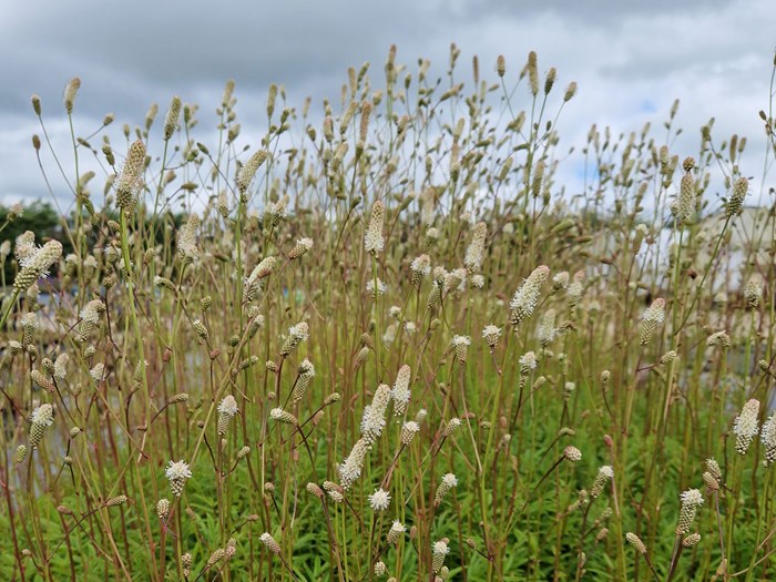 Sibirisk kvæsurt, Sanguisorba tenuifolia 'Burr Blanc'. Foto: Majland Stauder