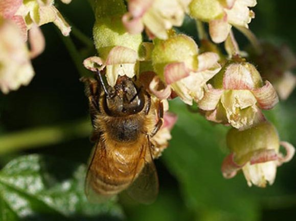 Foto: Ukendt kilde