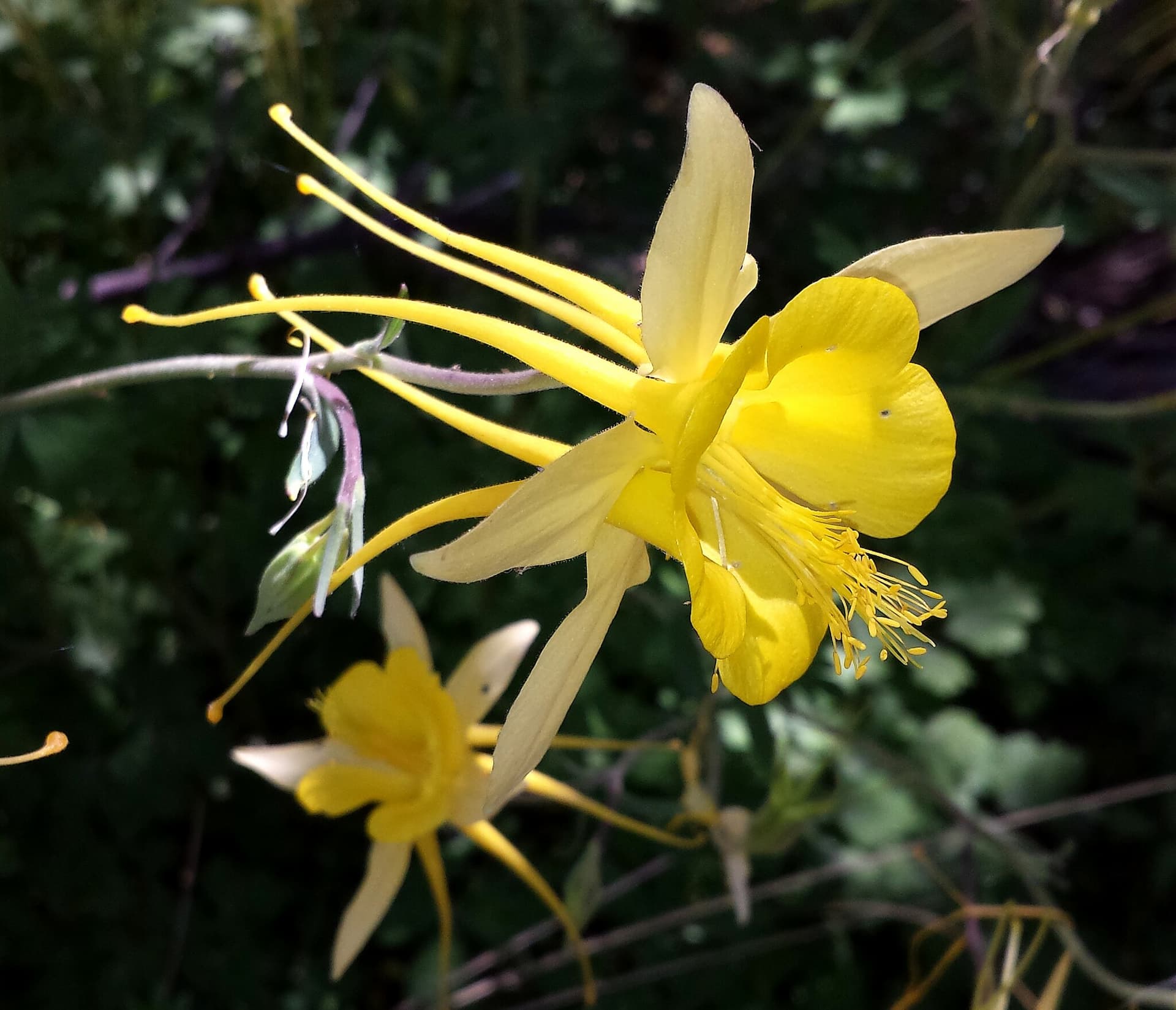 Guldakeleje, Aquilegia chrysantha. Foto: Wikimedia/ Alan Schmierer