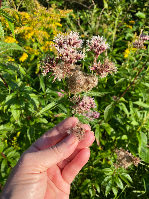 Frøstand fra hjemmehørende hamphjorttrøst. Foto: Haveselskabet