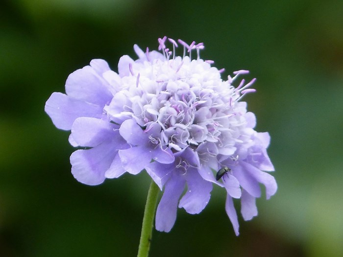 Dueskabiose er en staude der er rig på nektar og god for insekter. Haveselskabet.