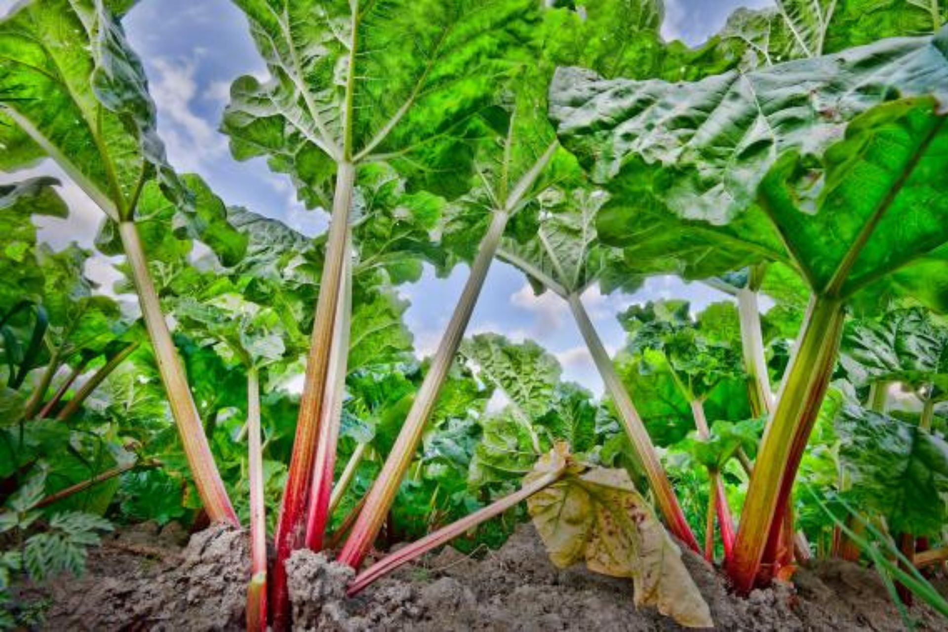 Dyrk rabarber med Haveselskabet. Foto: flickr