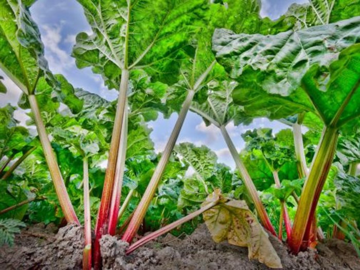 Dyrk rabarber med Haveselskabet. Foto: flickr