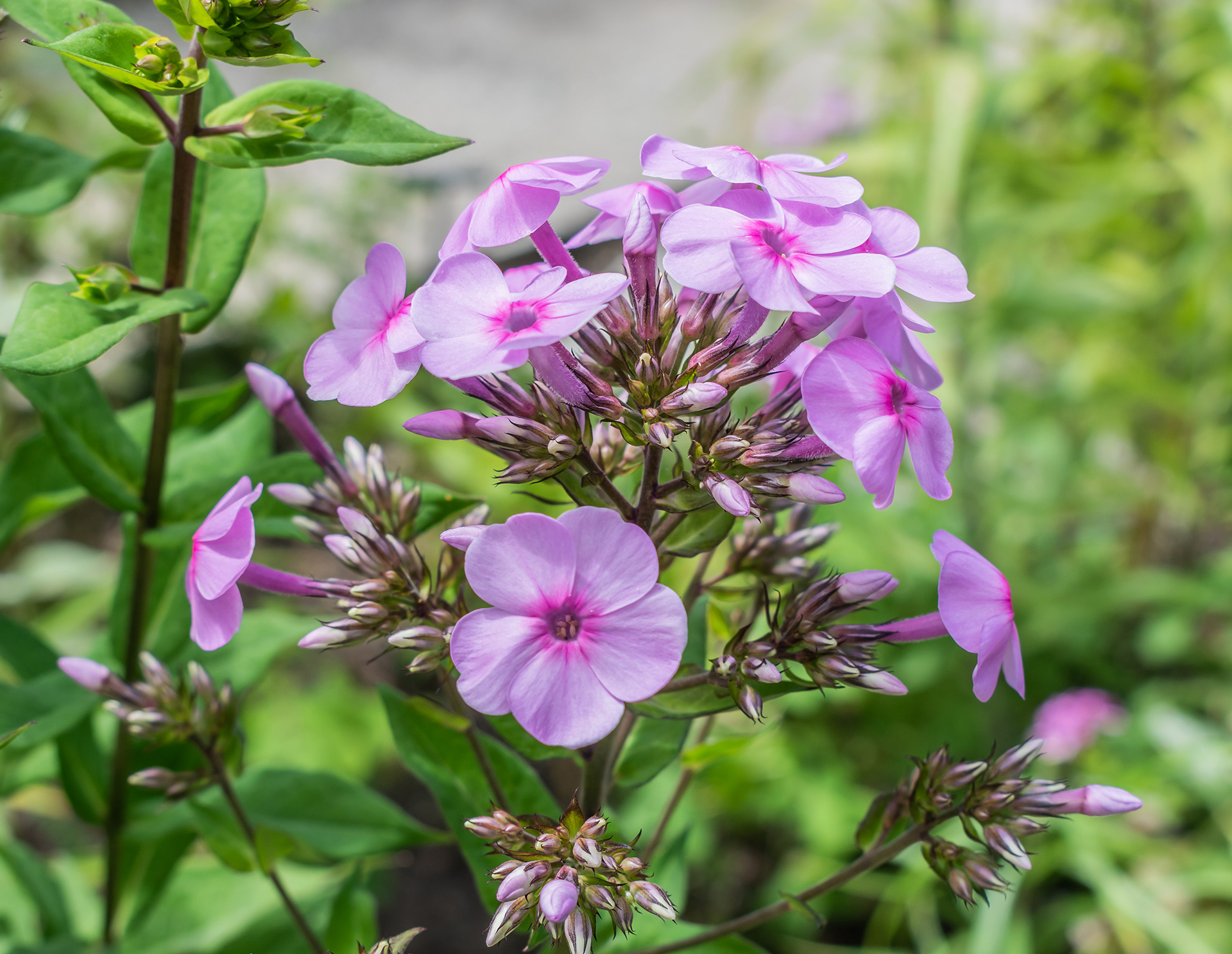 Floks, Phlox paniculata 'Lichtspel'. Foto: Wikimedia
