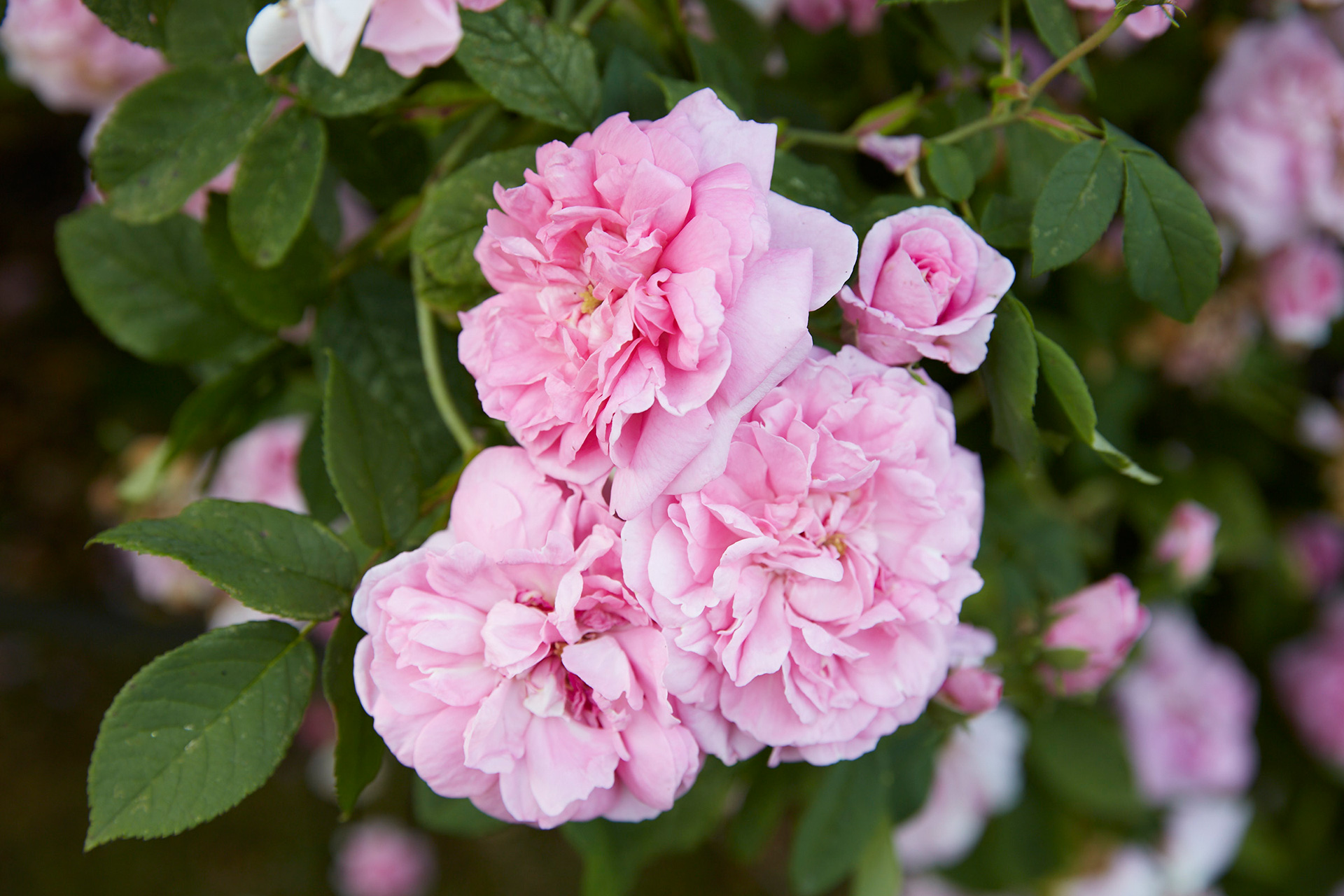 Den historiske damaskrose 'Ispahan'. Foto: Thomas Evaldsen