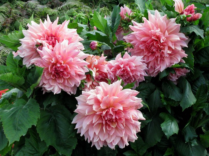 Vinter opbevaring af dahlia | Haveselskabet