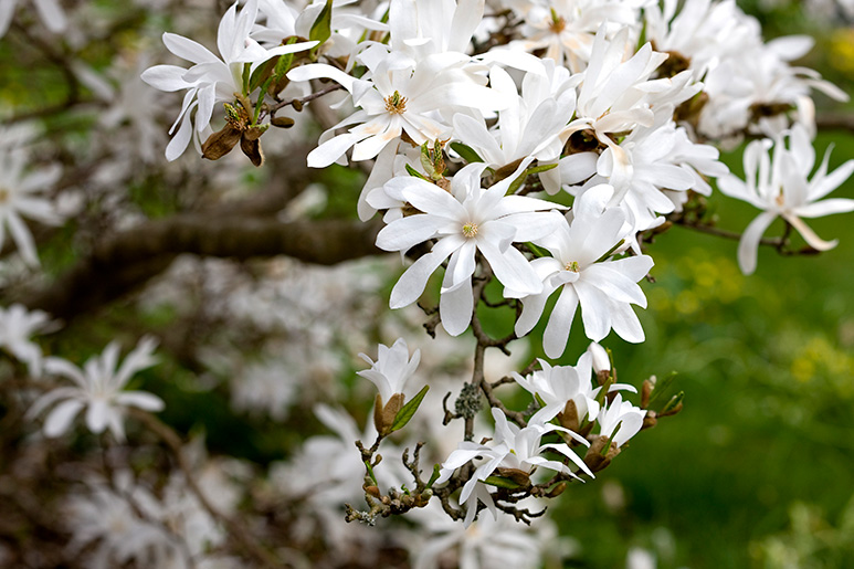 Stjernemagnolia, Magnolia Stellata. Foto: Istock/Ayimages
