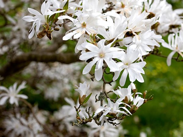 Stjernemagnolia, Magnolia Stellata. Foto: Istock/Ayimages