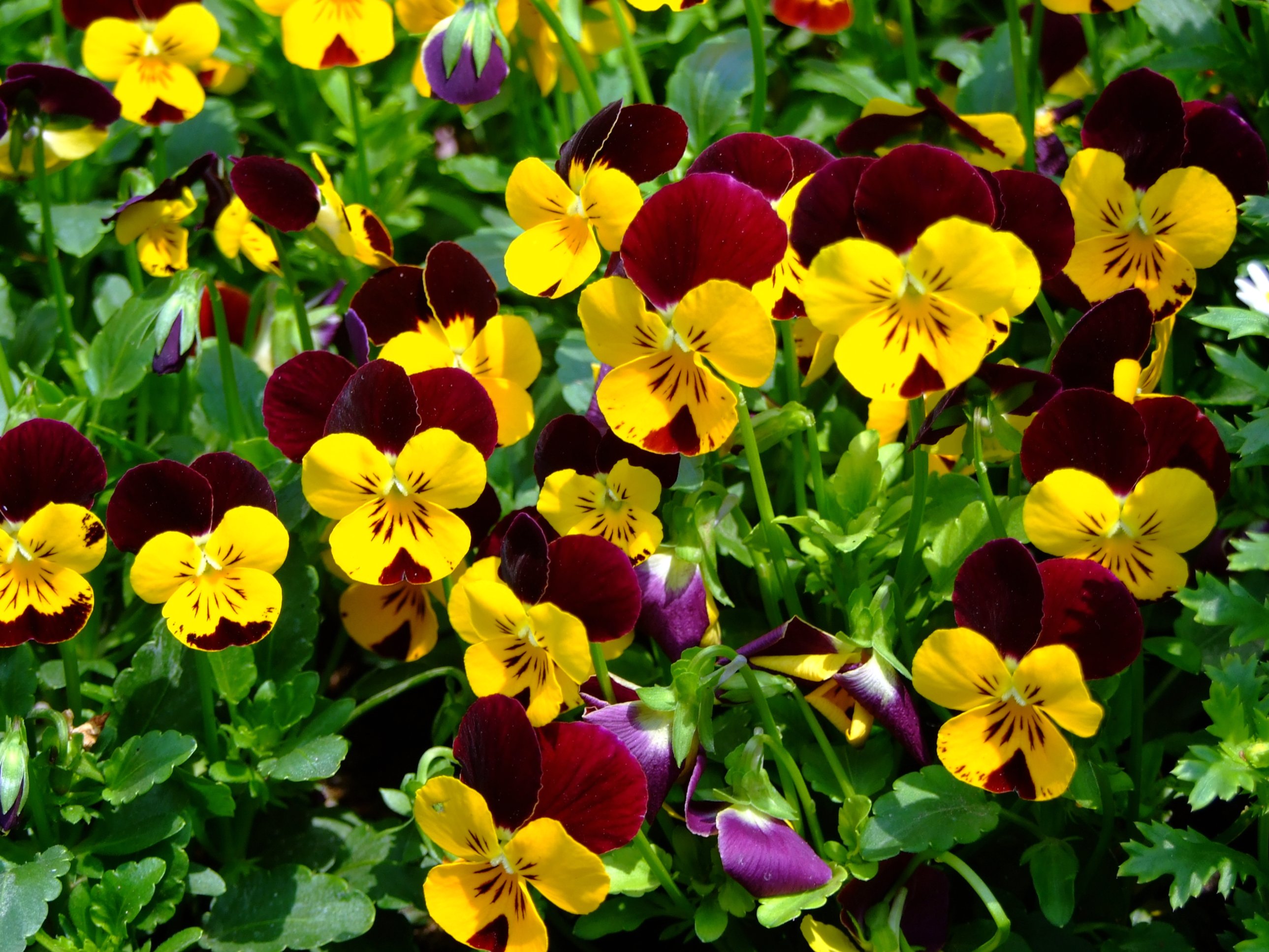 Hornviol, Viola cornuta