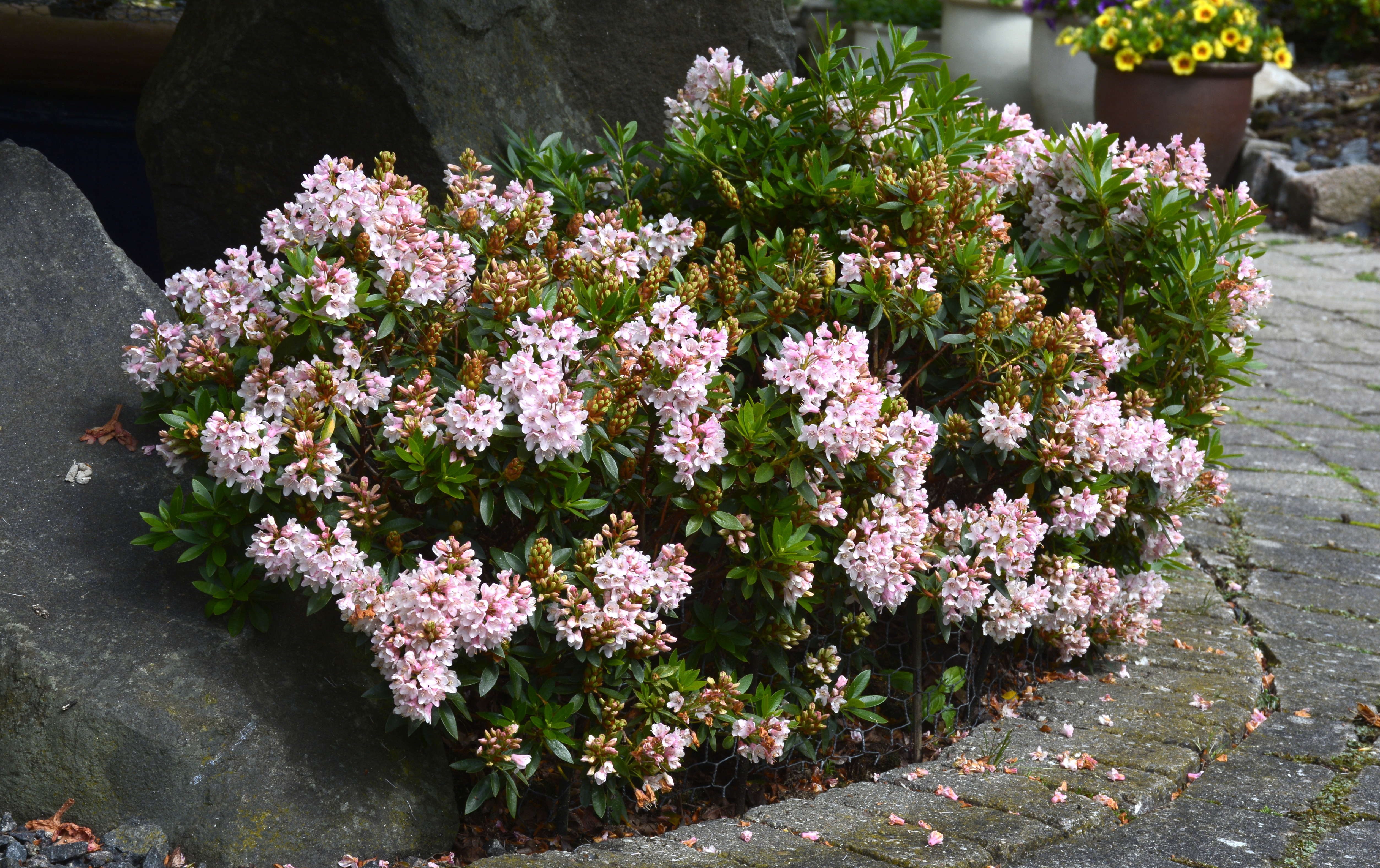 Rhododendron 'Bloombux'