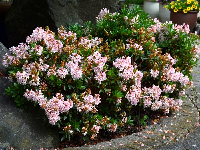Rhododendron 'Bloombux'