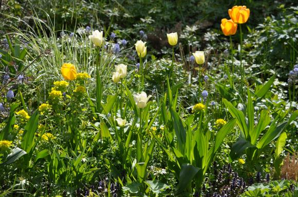Et bed med tulipaner, græsser og stauder, der er holdt i gule og orange nuancer. - Fotograf: Gusta Clasen