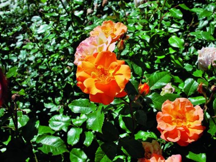 Rose ‘Westzeit’ (buketrose). Foto: Danske Planteskoler