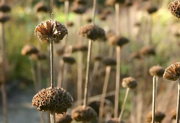 Løvehale i vintertilstand. Foto: Frank Kirkegaard
