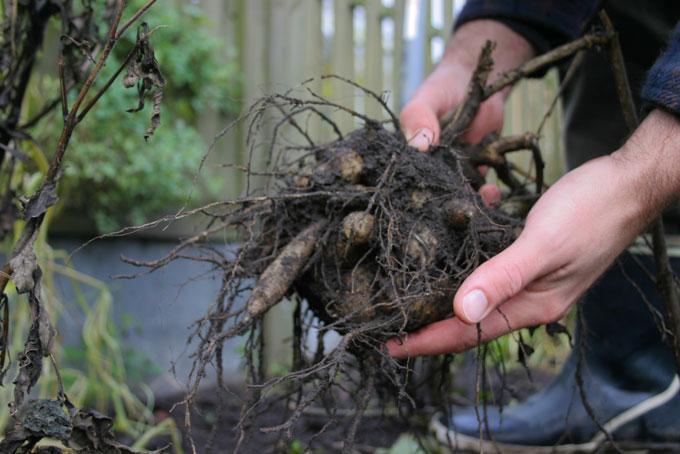 Georgineknolde. Foto: Frank Kirkegaard