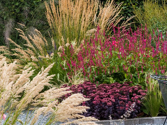 Sankthansurt og kærtepileurt sammen med prydgræsser. I forgrunden ses sølvaks. Foto: Marianne Folling