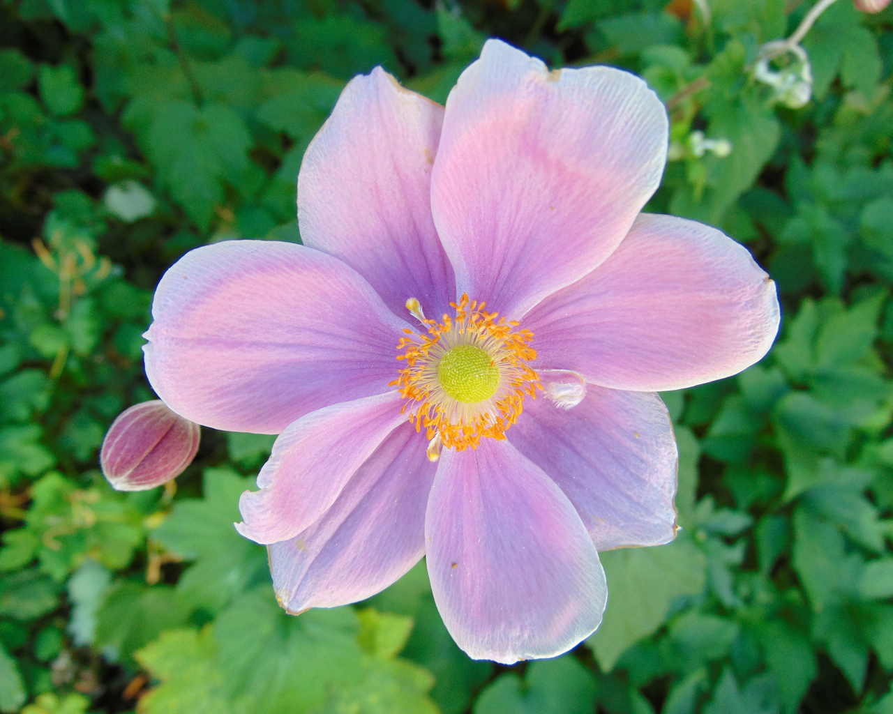Høstanemone, Anemone x hybrida 'Koenigin Charlotte'. Foto: Wikimedia/Nadiatalent