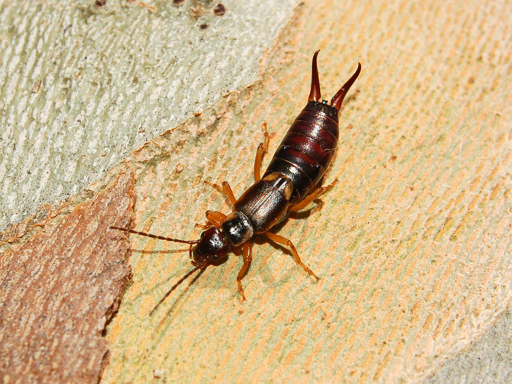 Europæisk ørentvist. Foto: Wikimedia