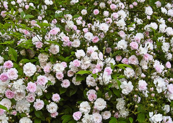Rose 'Paul’s Himalayan Musk'. Foto: Jens Otto Pedersen