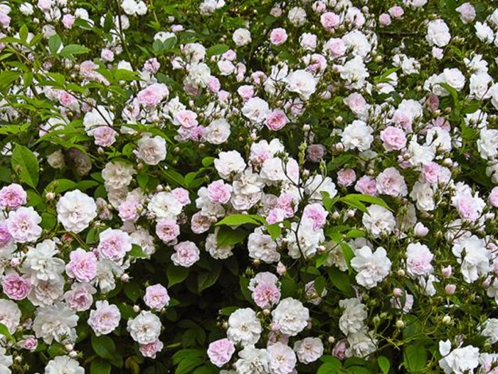 Rose 'Paul’s Himalayan Musk'. Foto: Jens Otto Pedersen