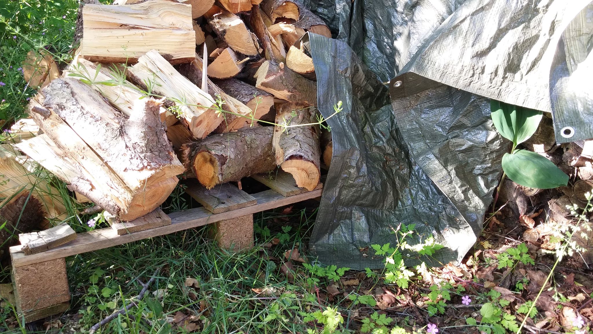 Pindsvinerede under en palle. Foto: Tine Reinholdt