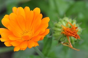 Spiselige blomster Morgenfrue_Haveselskabet