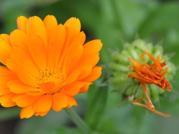 Spiselige blomster Morgenfrue_Haveselskabet
