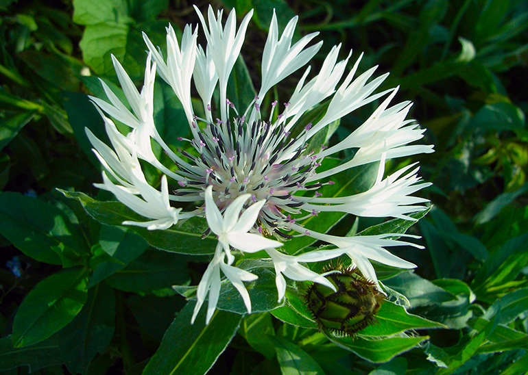 Bjergknopurt, Centaurea montana 'Alba'. Foto: Flickr