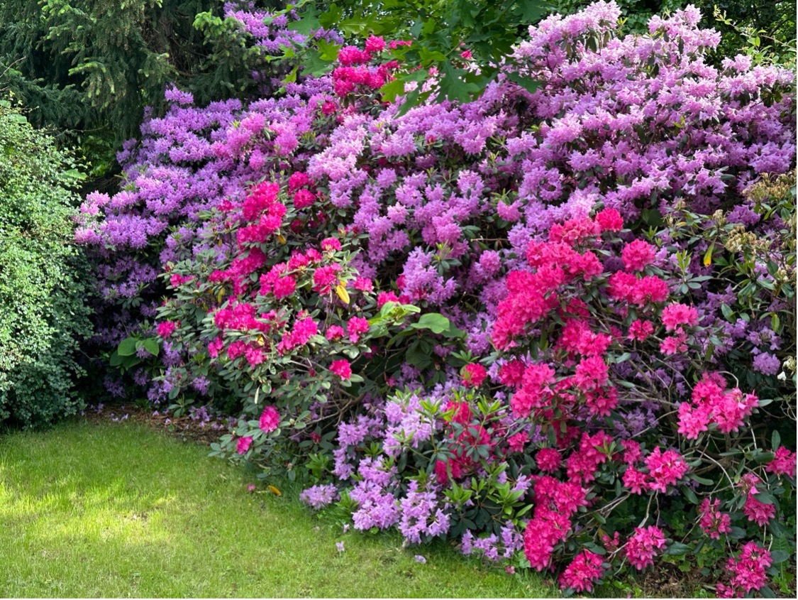 Rododendronbed med blandede ukendte sorter Foto: Haveselskabet