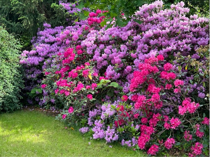 Rododendronbed med blandede ukendte sorter Foto: Haveselskabet