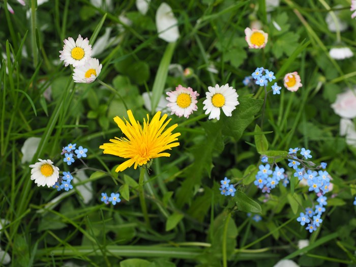 Blomster i plæne. Foto: Pixabay