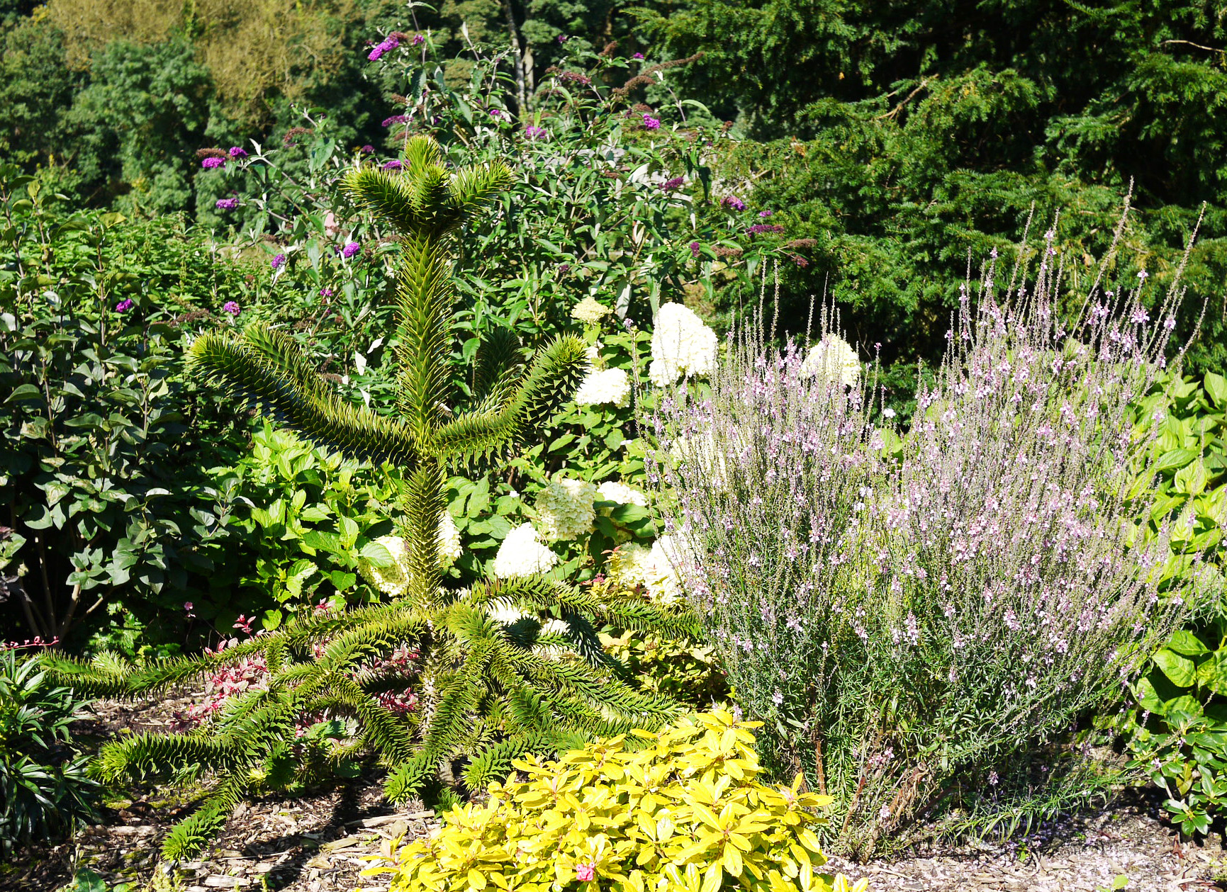 Abernes skræk, Araucaria araucana. FOto: Flickr / Smabs Sputzer Kopier