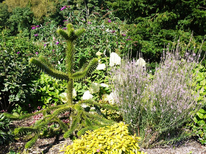 Abernes skræk, Araucaria araucana. FOto: Flickr / Smabs Sputzer Kopier