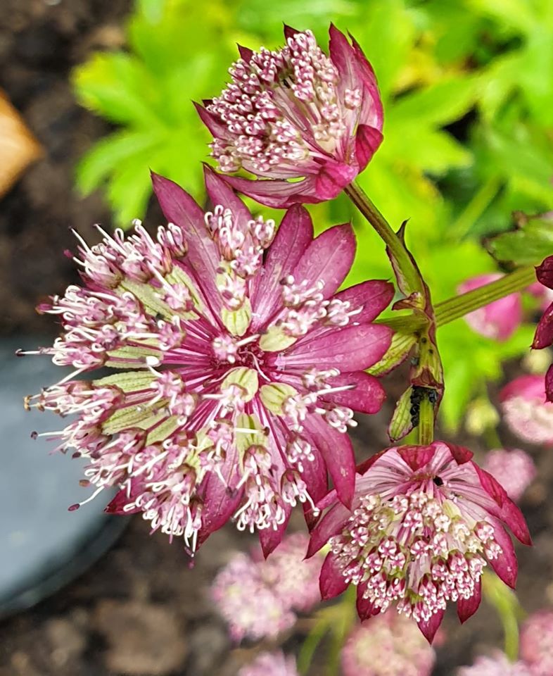 Gartnervaenget 31, 9760 Vraa