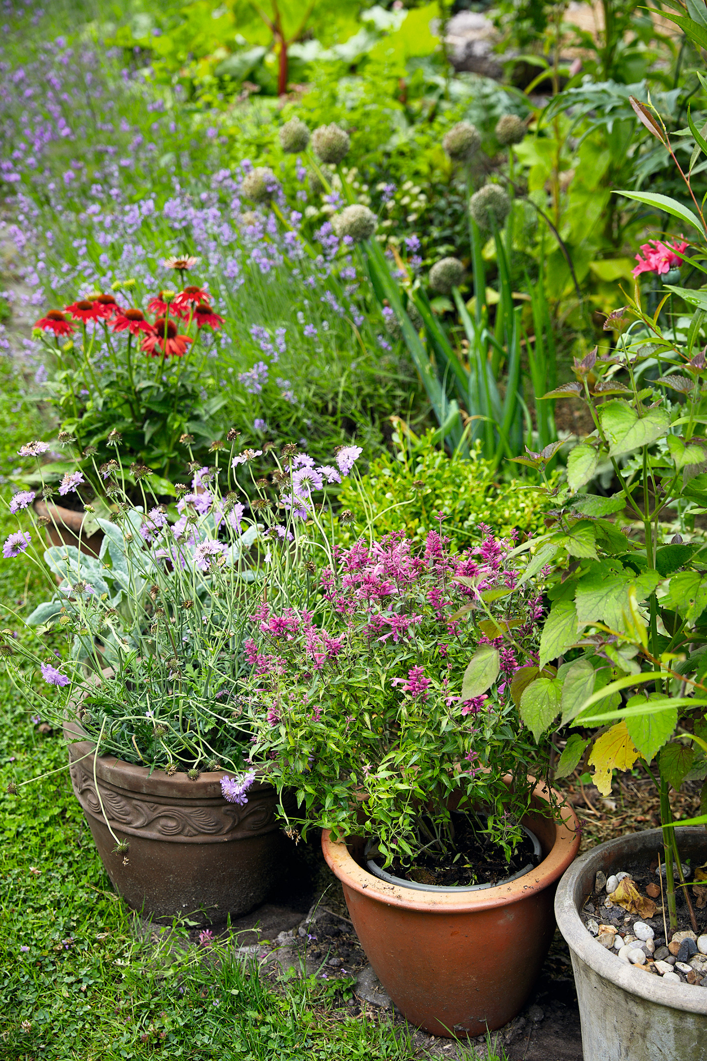 Insektvenlige planter i krukke. Foto: Thomas Evaldsen