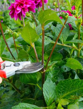 Klip den midterste blomst af til buketter, så snart den er sprunget ud, og uden at beskadige sidestilkene. Derved fremmer du blomstringen på de to sideknopper. Foto: Jeanette Thysen.