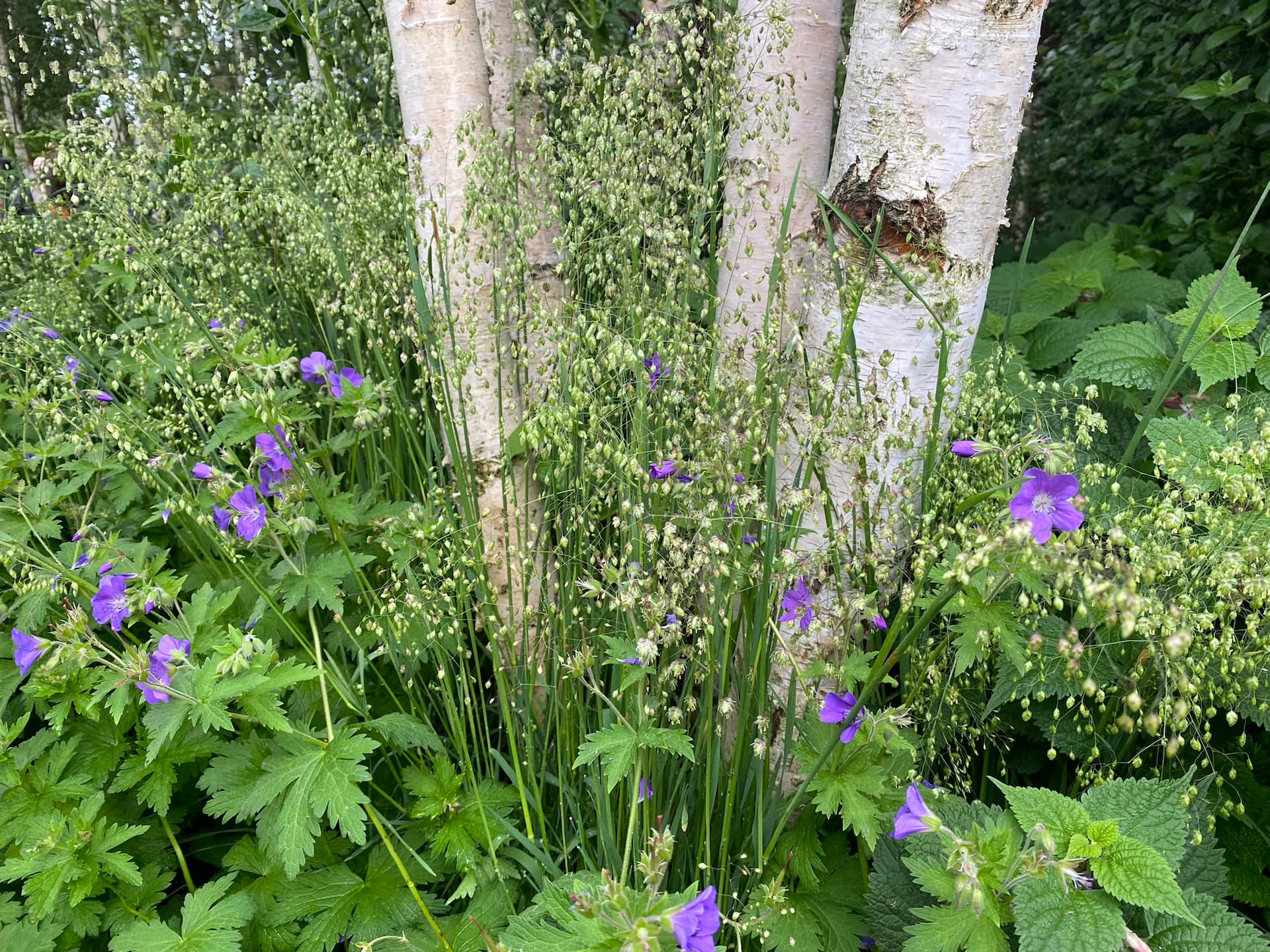 Hjemmehørende planterater var meget brgt. Her er det almindelig hjertegræs, Briza media, og skovstorkenæb, Geranium sylvaticum, der danner bund under et birketræ. Foto: Haveselskabet