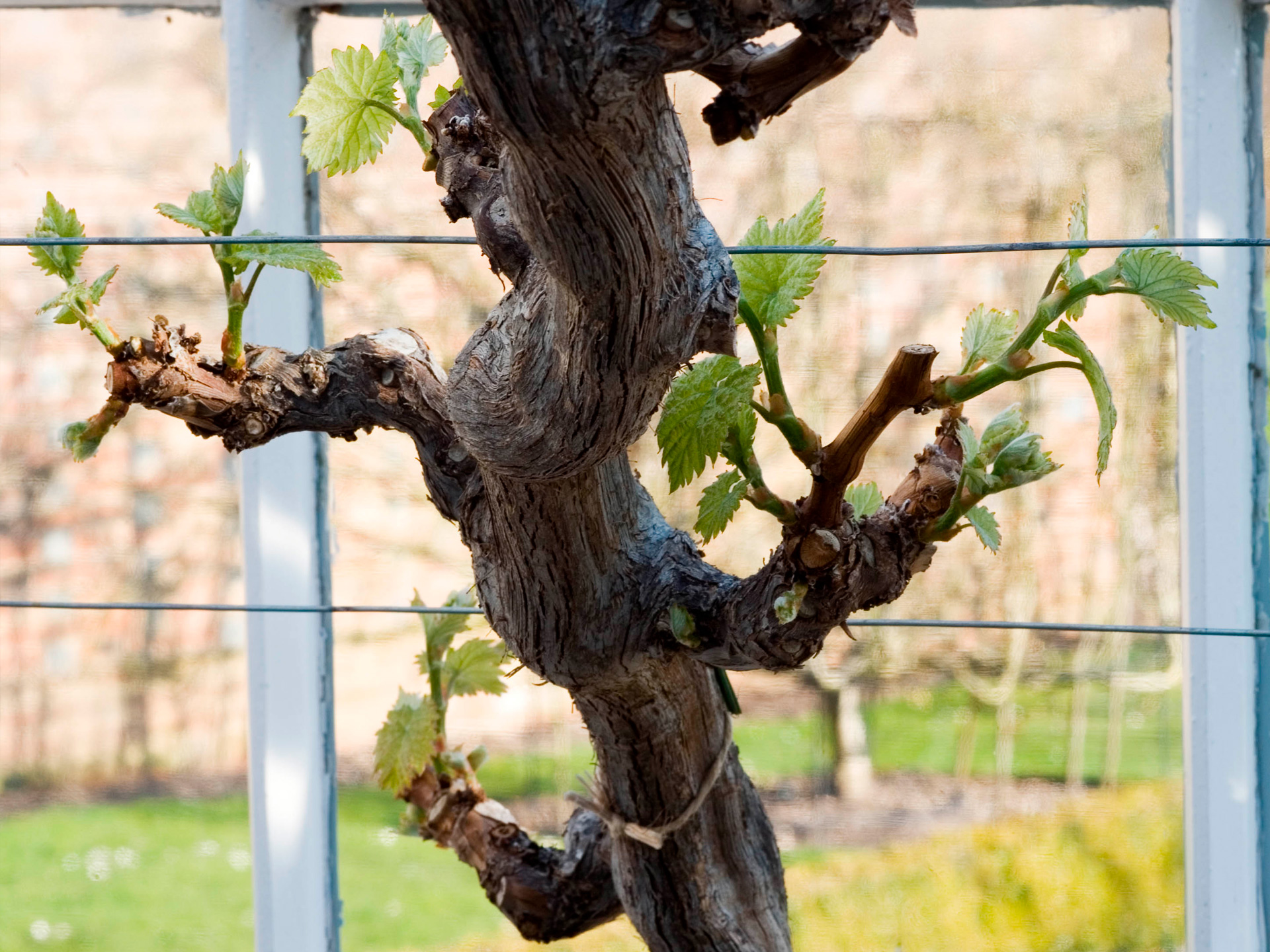 Vin med velopbygget grundstamme. Foto: GAP Photos Maddie Thornhill