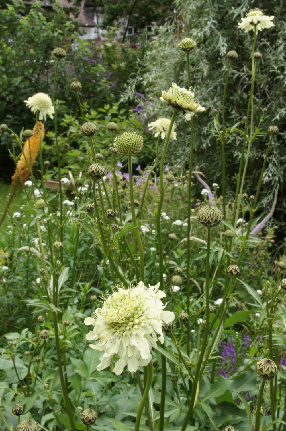 Kæmpeskælhoved, Cephalaria gigantea. Foto: Flickr/Alwyn Ladell