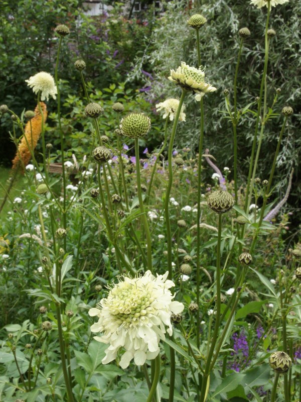 Kæmpeskælhoved, Cephalaria gigantea. Foto: Flickr/Alwyn Ladell
