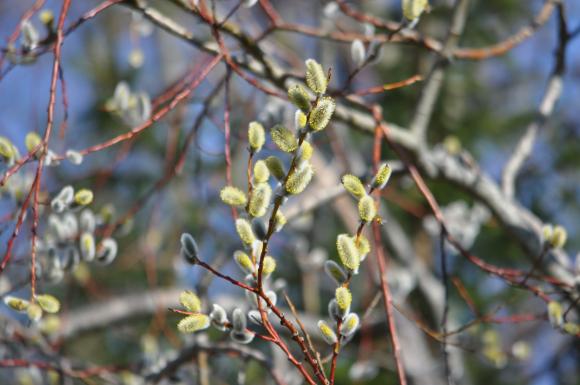 Blomstrende rakler på pil, Salix. Foto Haveselskabet