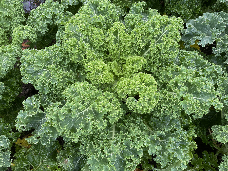 Bittersund sort af grønkål 'Konserva'. Foto: Anders Bech